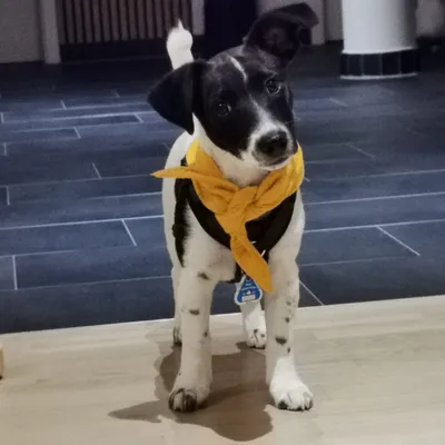 Cookie, der Bürohund